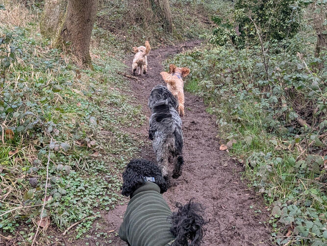 Dog Walking Adventures Dog Walking Adventures