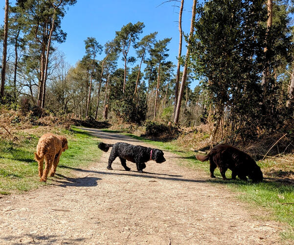 Local Dog Walkers Local dog walkers