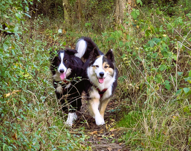 Dog Walking Adventures Dog Walking Adventures